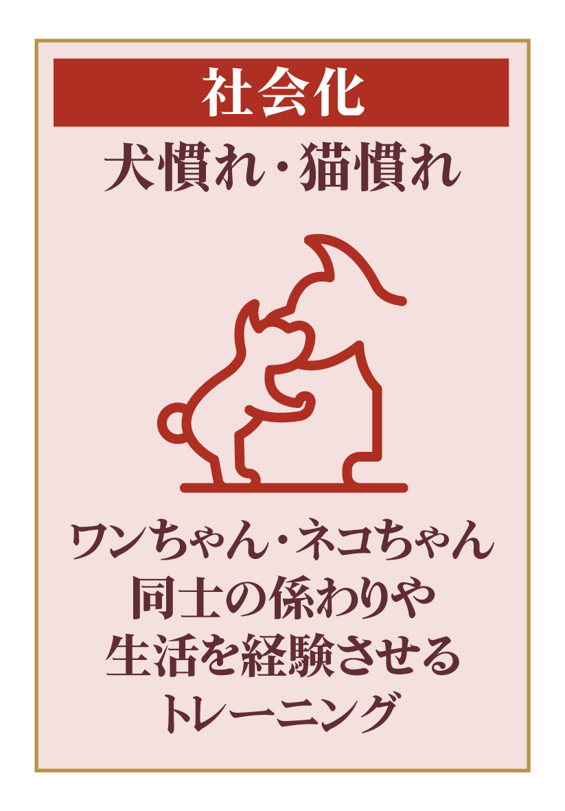 犬慣れ・猫慣れ