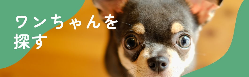 ワンちゃんを探す