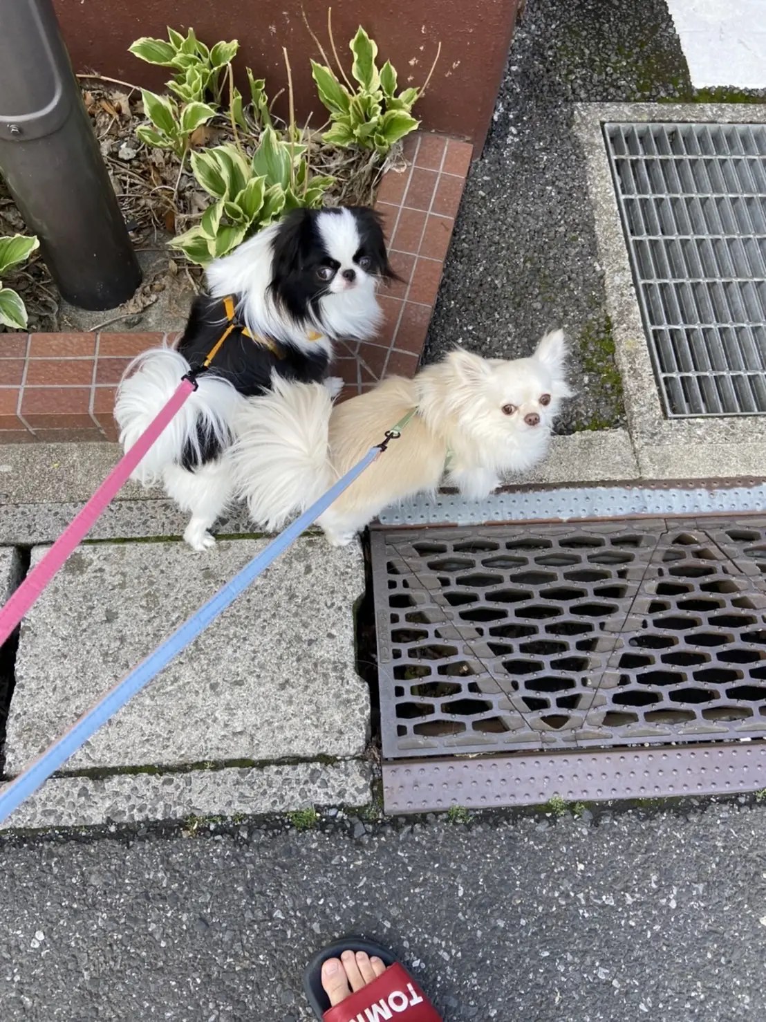 チワワ 海（うみ）ちゃん、狆 唄（うた）ちゃん