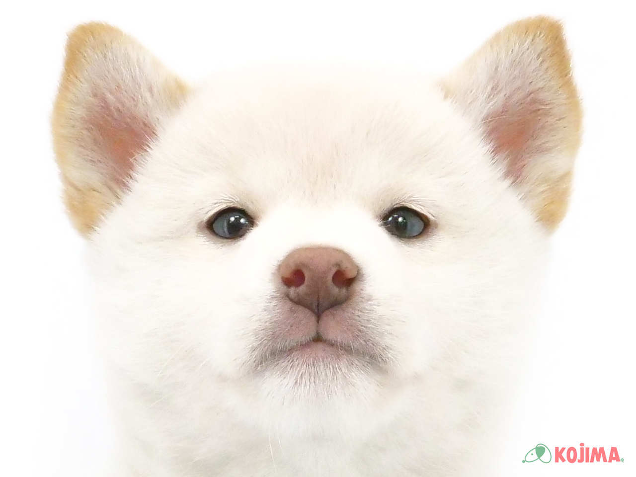 千葉県の柴犬(標準サイズ) (コジマフォルテ津田沼店/2024年12月21日生まれ/男の子/白)の子犬