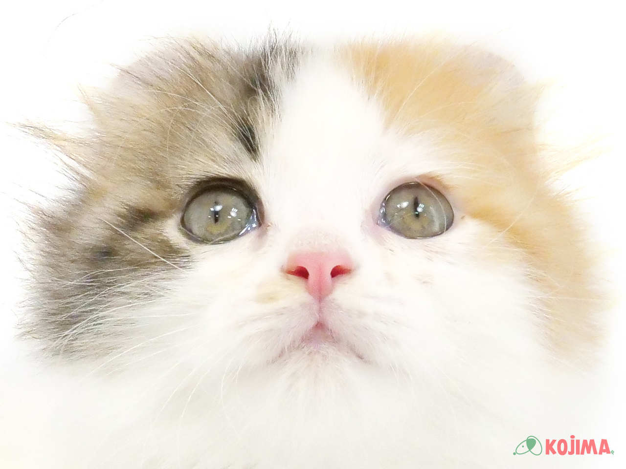 千葉県のアメリカンカール (コジマ松戸店/2025年1月5日生まれ/女の子/キャリコ)の子猫