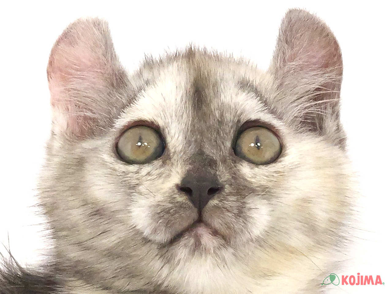 埼玉県のアメリカンカール (コジマ浦和店/2025年1月13日生まれ/女の子/トーティーシェル)の子猫