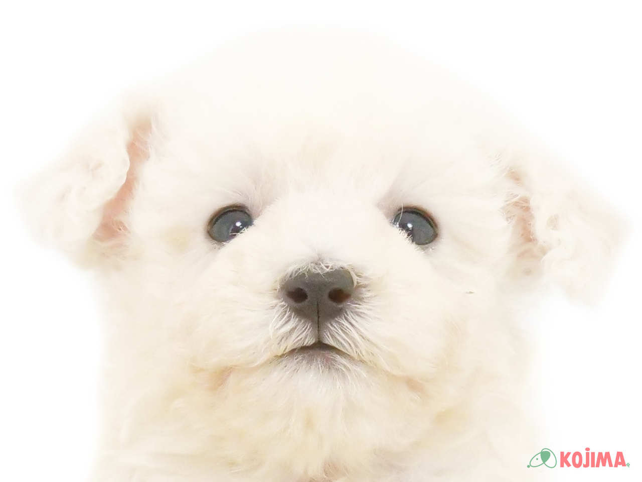 茨城県のトイプードル(トイ) (コジマイーアスつくば店/2025年1月17日生まれ/女の子/ホワイト)の子犬