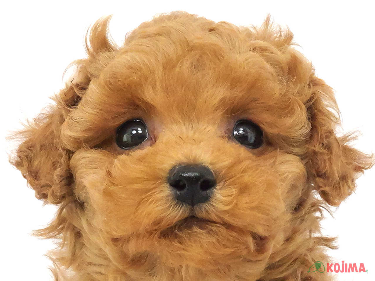 埼玉県のトイプードル(トイ) (コジマ浦和店/2025年1月18日生まれ/女の子/レッド)の子犬