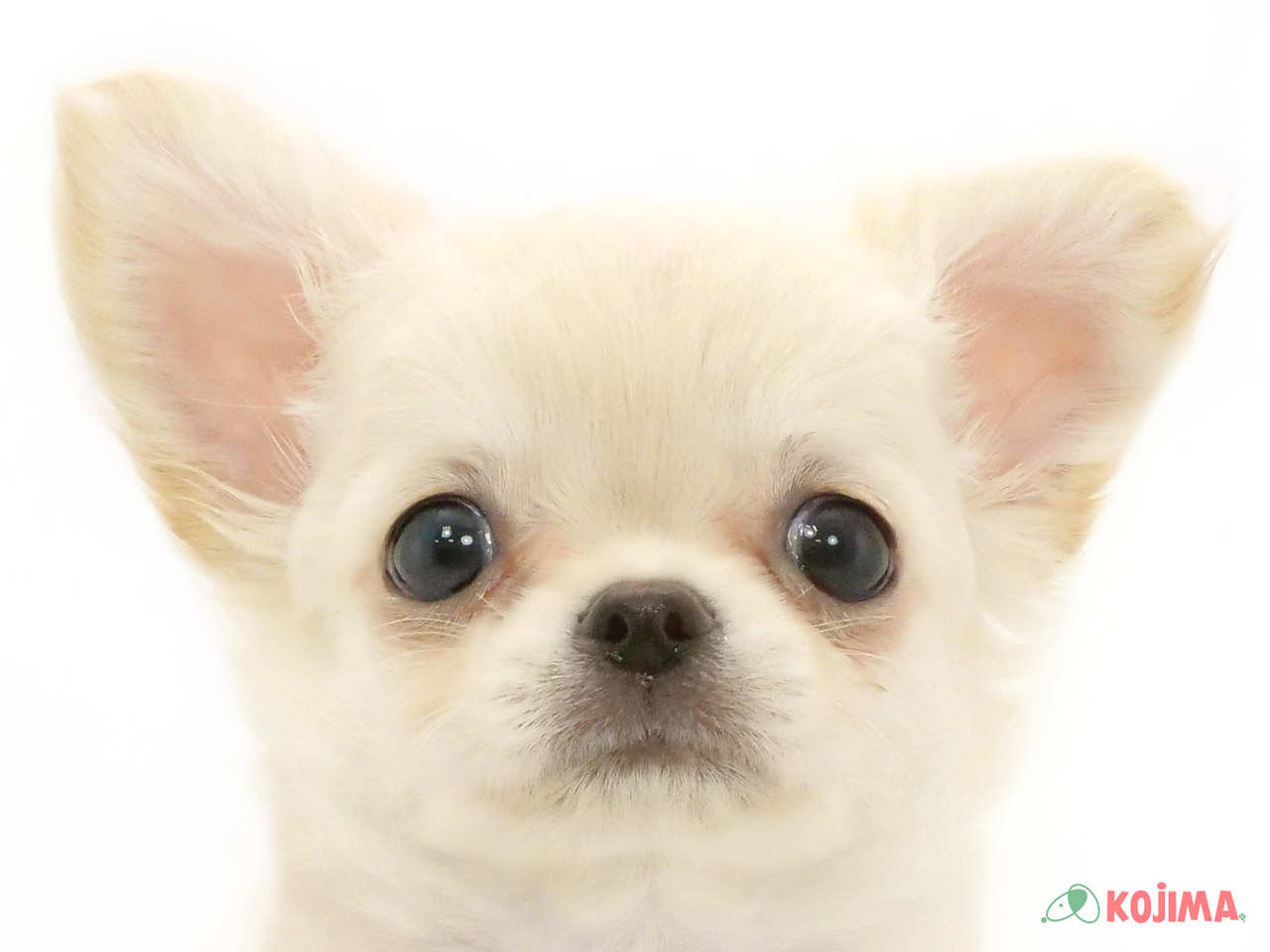神奈川県のチワワ(ロング) (コジマアリオ橋本店/2025年1月25日生まれ/男の子/クリーム)の子犬