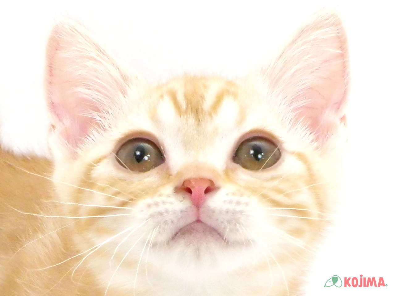千葉県のマンチカン (コジマアリオ市原店/2025年1月1日生まれ/女の子/レッドタビーホワイト)の子猫