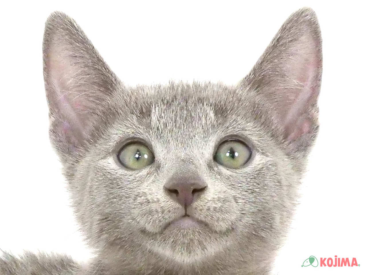 千葉県のロシアンブルー (コジマアリオ柏店/2025年1月25日生まれ/男の子/ブルー)の子猫