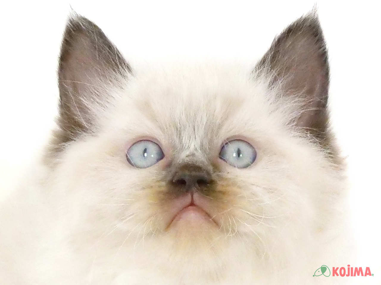 千葉県のラグドール (コジマ松戸店/2025年2月2日生まれ/男の子/シールポイント)の子猫