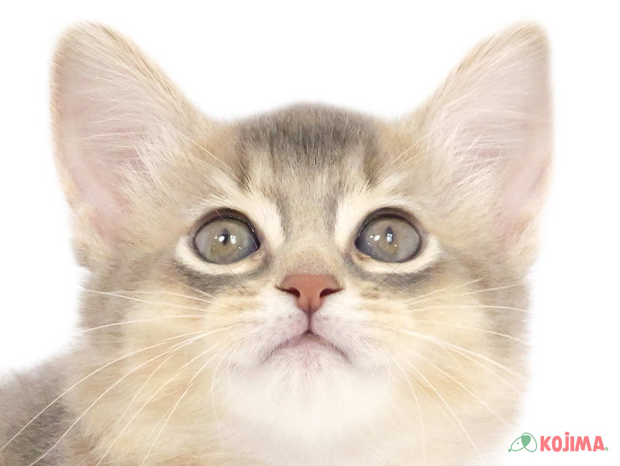 千葉県のソマリ (コジマアリオ柏店/2025年2月1日生まれ/女の子/ブルー)の子猫
