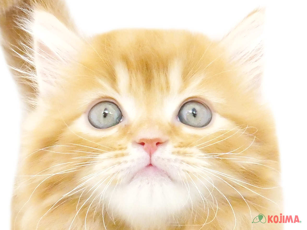 神奈川県のマンチカン (コジマアリオ橋本店/2025年2月1日生まれ/男の子/レッドタビー)の子猫
