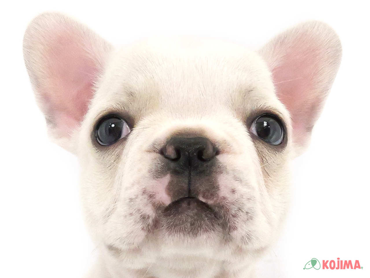 東京都のフレンチブルドッグ (コジマソコラ用賀店/2025年2月3日生まれ/男の子/クリーム)の子犬