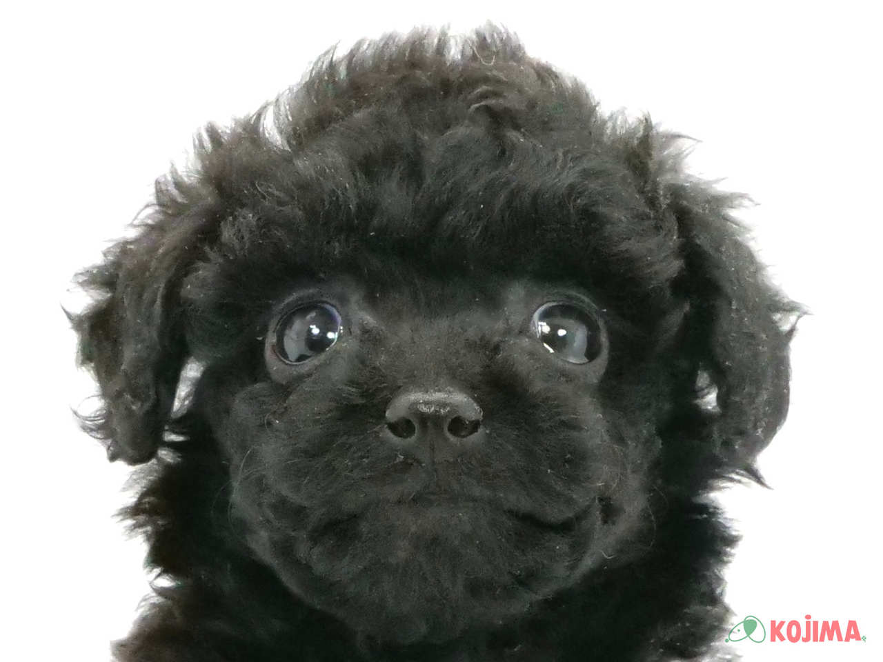 埼玉県のトイプードル(トイ) (コジマ浦和店/2025年2月6日生まれ/女の子/ブラック)の子犬