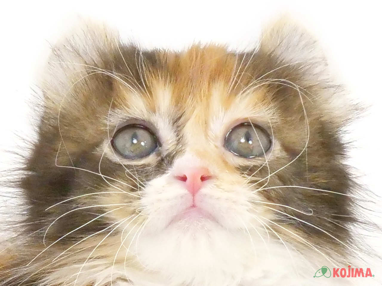 千葉県のアメリカンカール (コジマアリオ蘇我店/2025年2月2日生まれ/女の子/キャリコ)の子猫