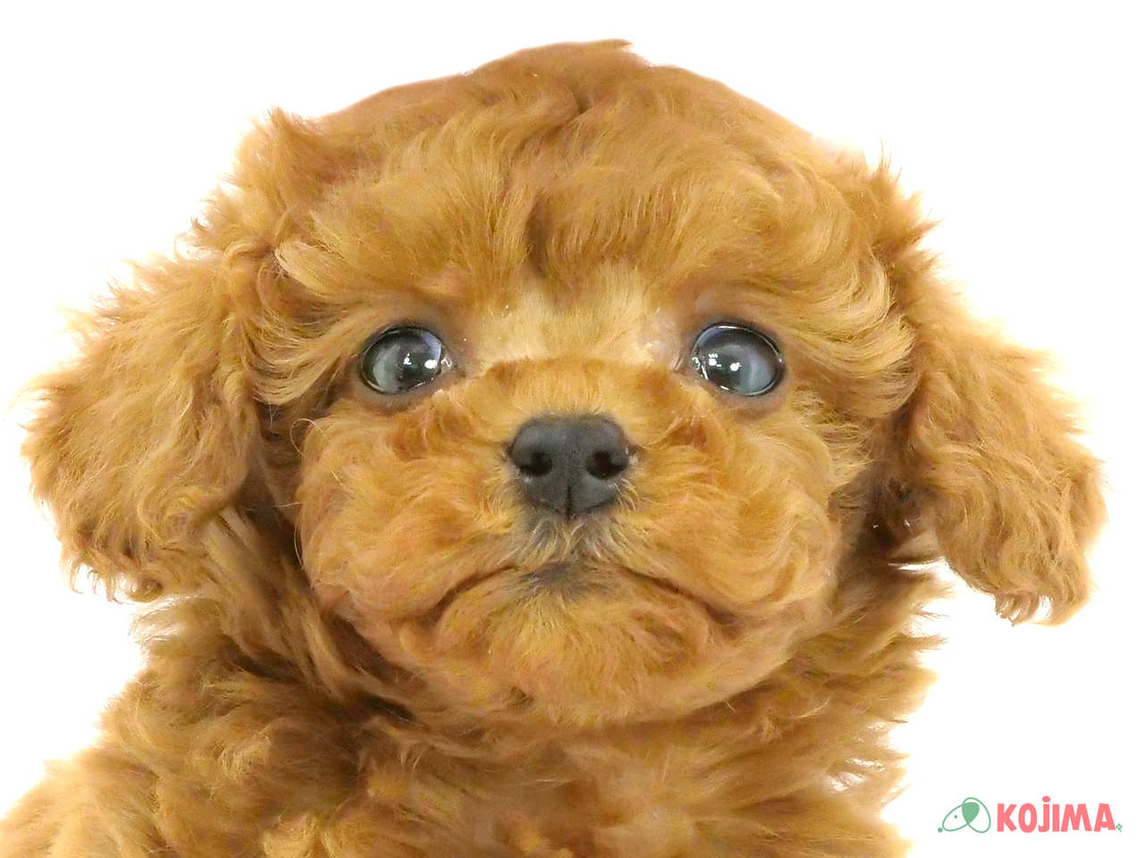千葉県のトイプードル(トイ) (コジマフォルテ津田沼店/2025年2月7日生まれ/男の子/レッド)の子犬