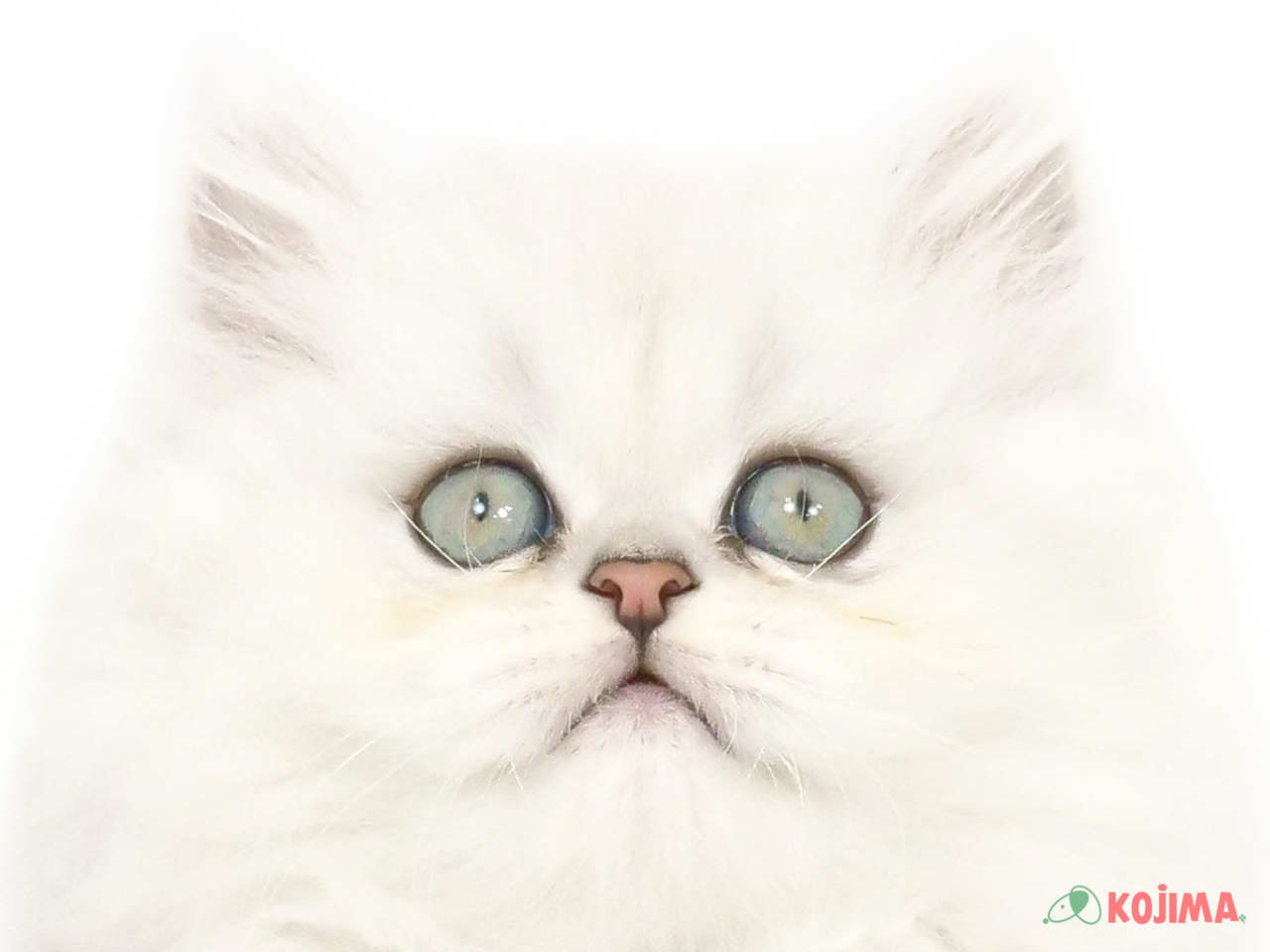 千葉県のペルシャ (コジマ松戸店/2025年2月7日生まれ/男の子/チンチラシルバー)の子猫