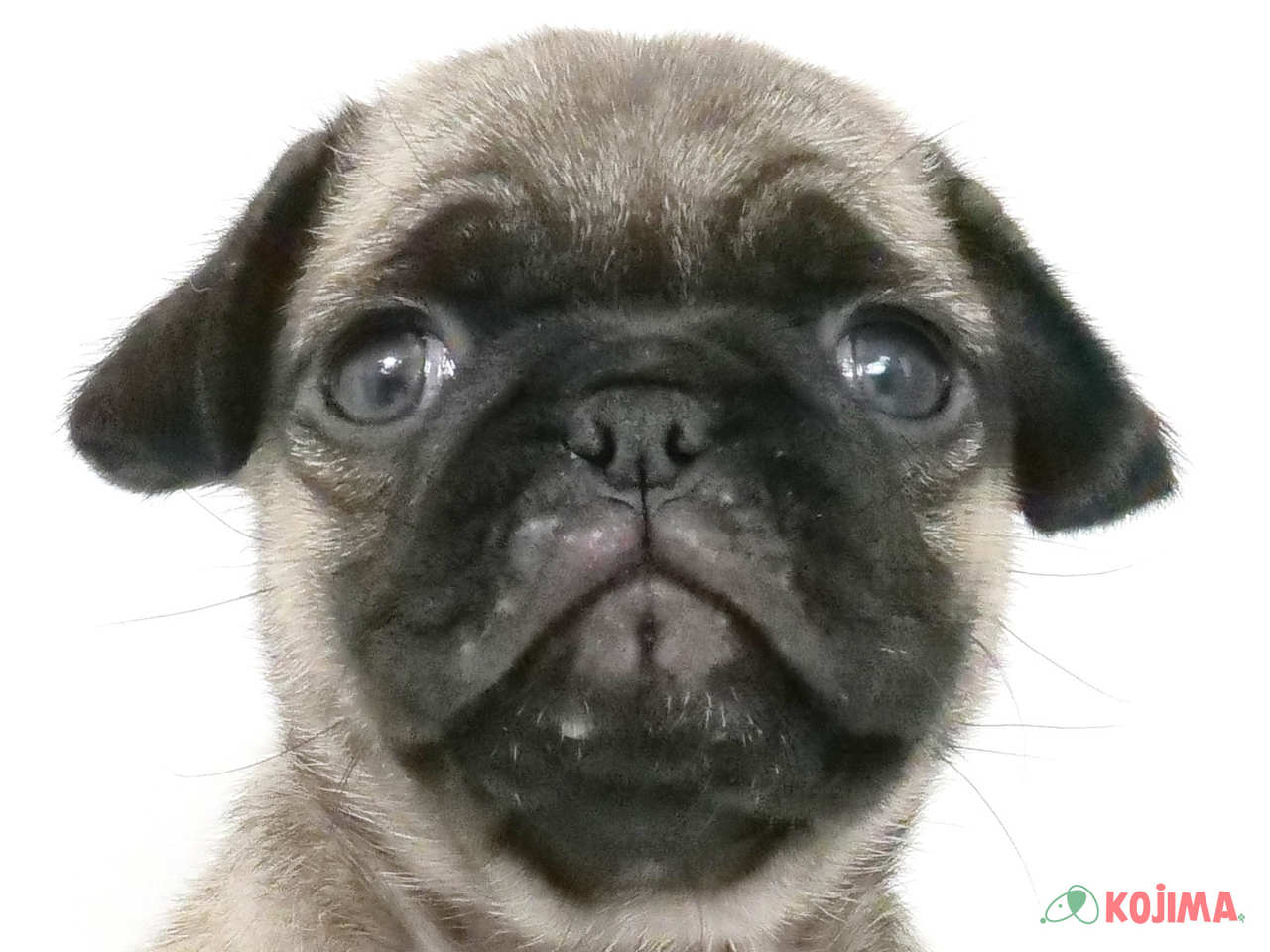 神奈川県のパグ (コジマニトリモール相模原店/2025年2月9日生まれ/女の子/フォーン)の子犬