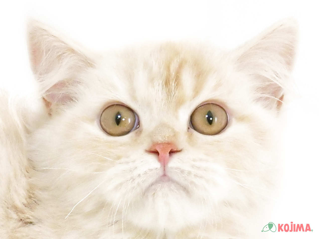埼玉県のラガマフィン (コジマ三郷店/2025年2月1日生まれ/男の子/クリームタビーホワイト)の子猫