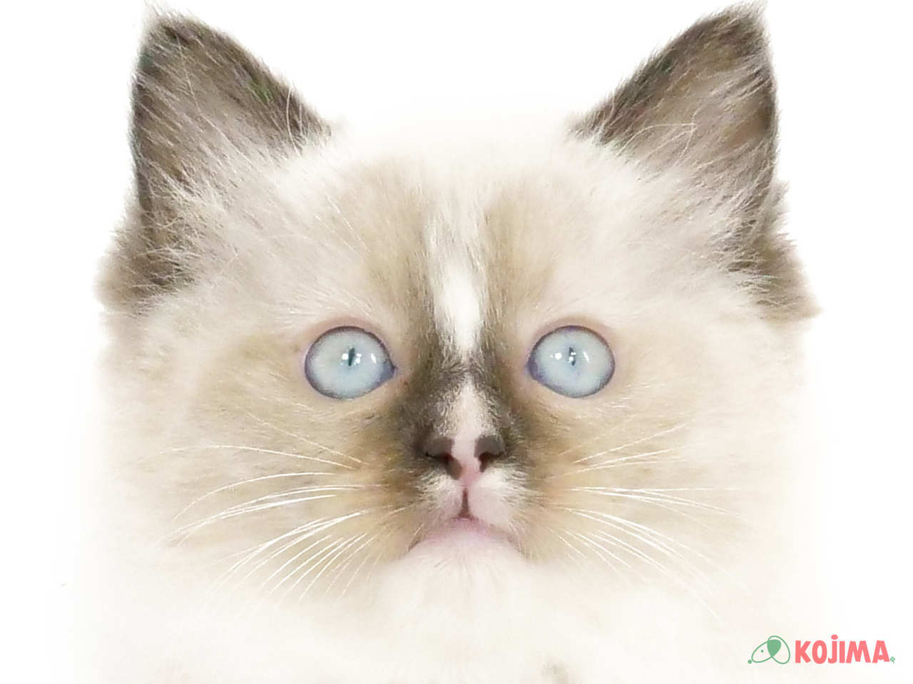 埼玉県のラグドール (コジマアリオ深谷店/2025年2月15日生まれ/男の子/シールポイント)の子猫