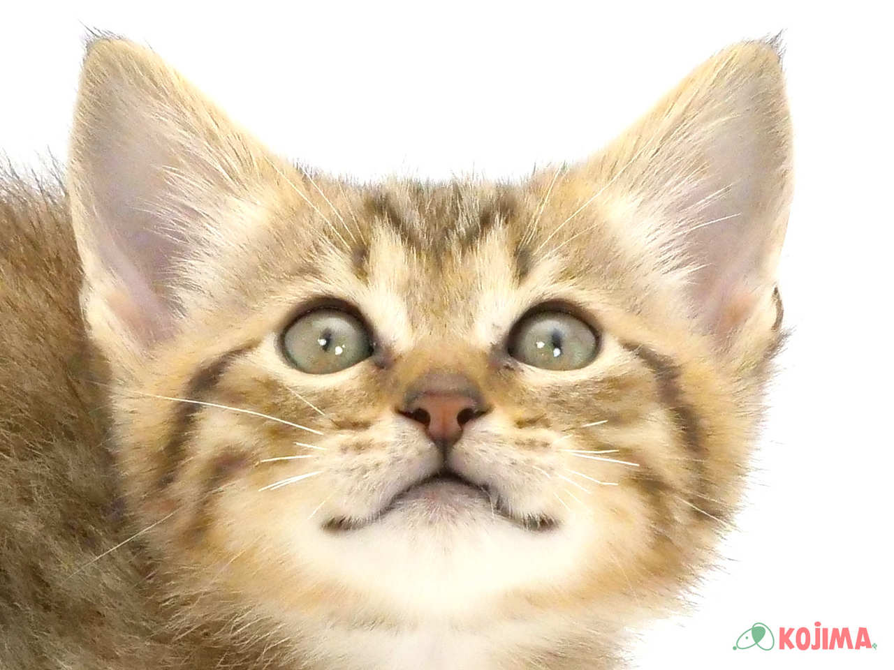 埼玉県のマンチカン (コジマ三郷店/2025年2月12日生まれ/男の子/ブラウンスポットタビー)の子猫