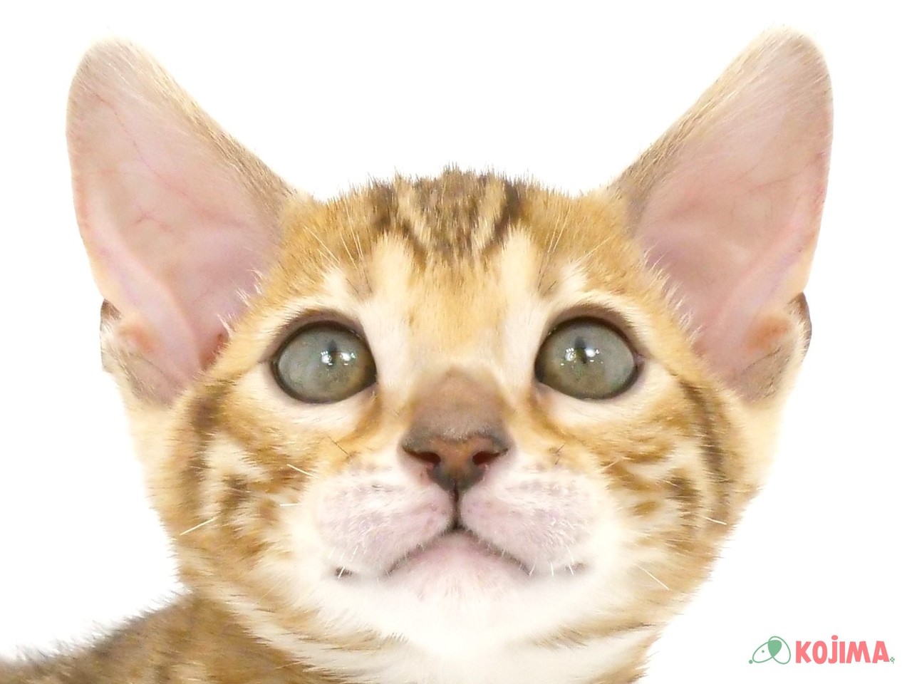 千葉県のベンガル (コジマアリオ柏店/2025年2月9日生まれ/男の子/ブラウンスポットタビー)の子猫