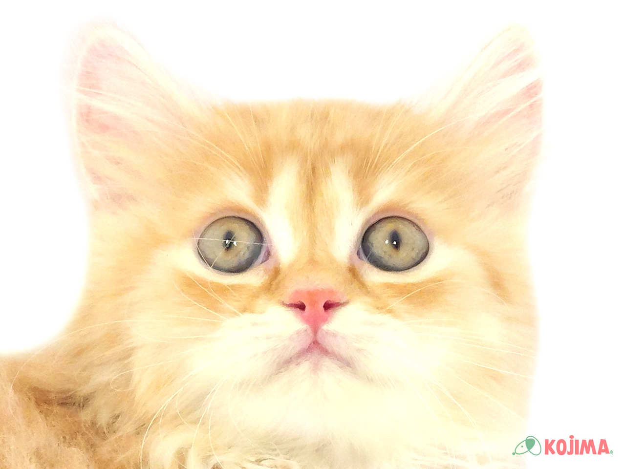 千葉県のサイベリアン (コジマアリオ柏店/2025年2月16日生まれ/男の子/レッドタビー)の子猫