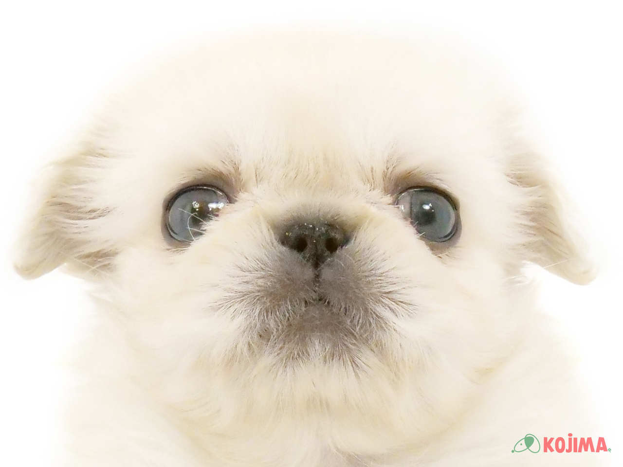 神奈川県のペキニーズ (コジマアリオ橋本店/2025年2月17日生まれ/男の子/ホワイトクリーム)の子犬