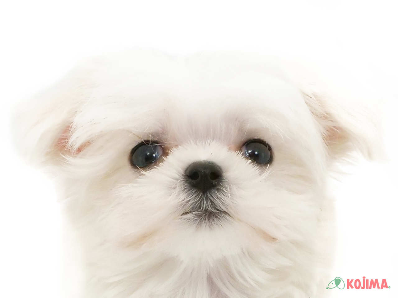 東京都のマルチーズ (コジマ目黒碑文谷店/2025年2月22日生まれ/女の子/ホワイト)の子犬