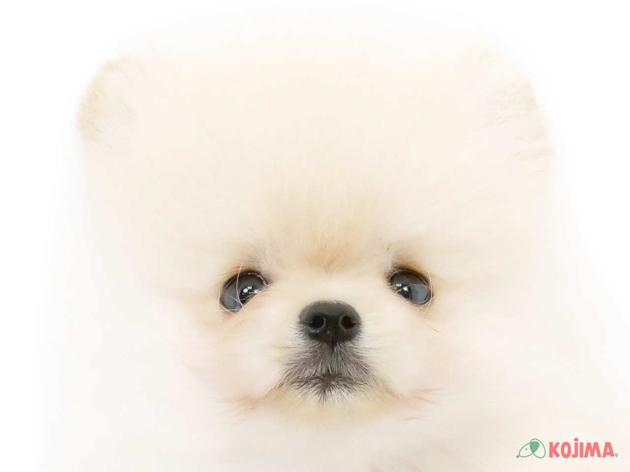 東京都のポメラニアン (コジマ新小岩店/2025年2月15日生まれ/男の子/クリーム)の子犬