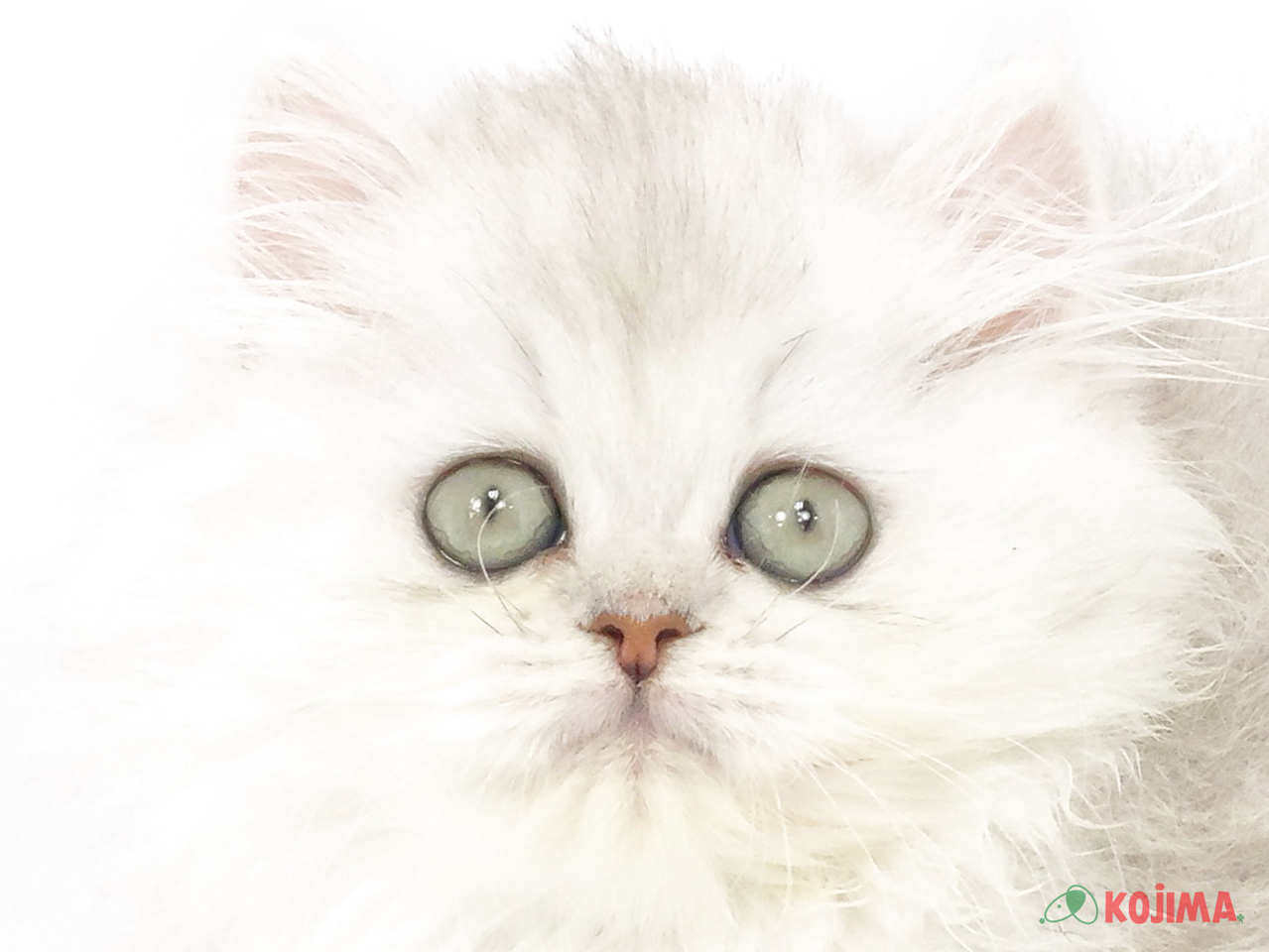 埼玉県のペルシャ (コジマ戸田公園店/2025年2月17日生まれ/女の子/チンチラシルバー)の子猫