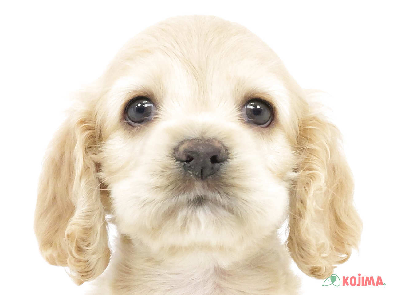 東京都のアメリカンコッカースパニエル (コジマアリオ亀有店/2025年2月24日生まれ/男の子/バフ)の子犬