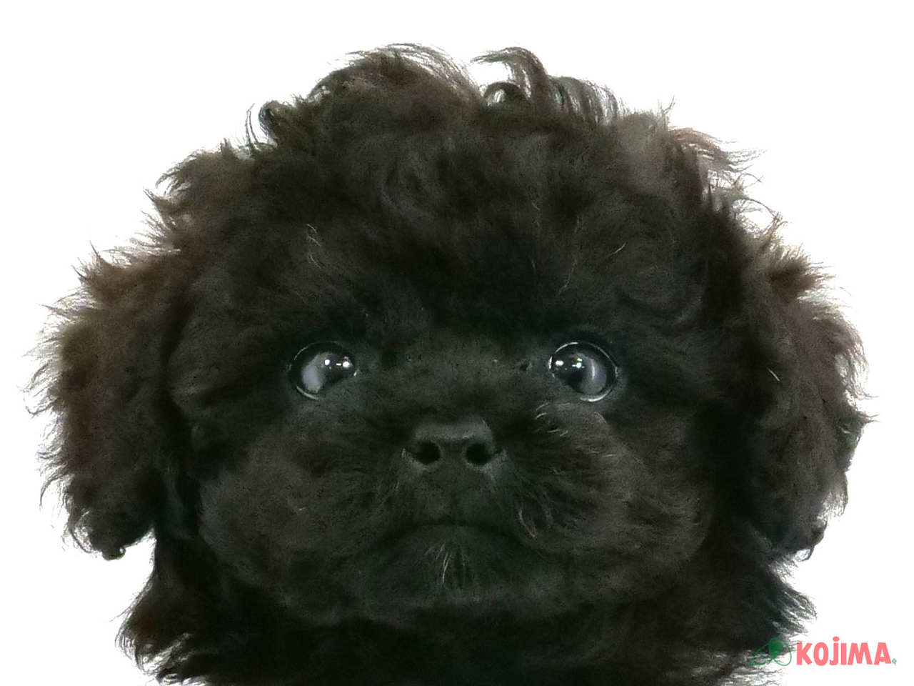 東京都のトイプードル(トイ) (コジマアリオ北砂店/2025年2月19日生まれ/男の子/ブラック)の子犬