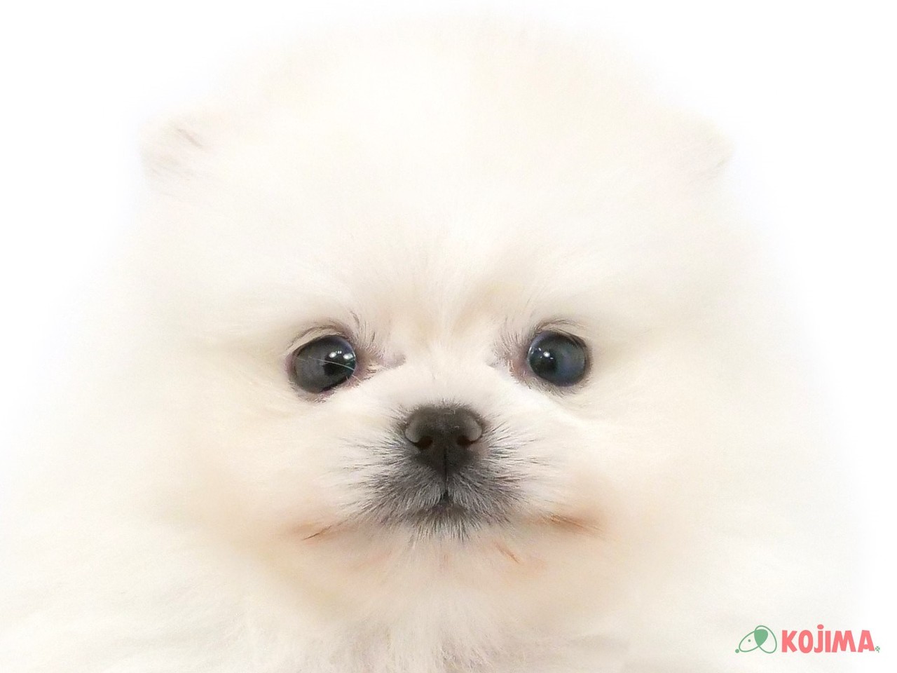 東京都のポメラニアン (コジマ目黒碑文谷店/2025年2月25日生まれ/男の子/クリーム)の子犬