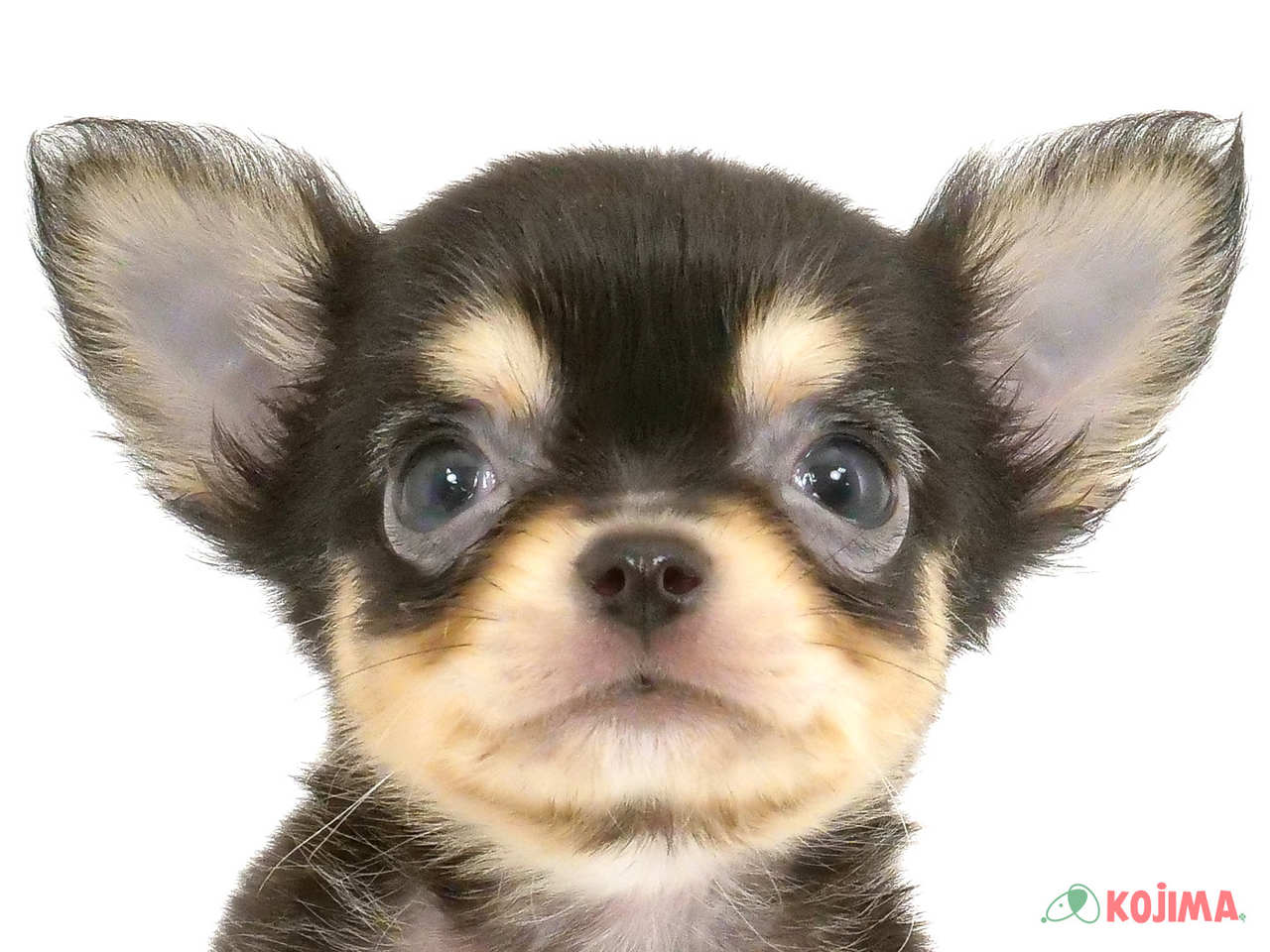東京都のチワワ(ロング) (コジマソコラ用賀店/2025年2月24日生まれ/男の子/ブラックタン)の子犬