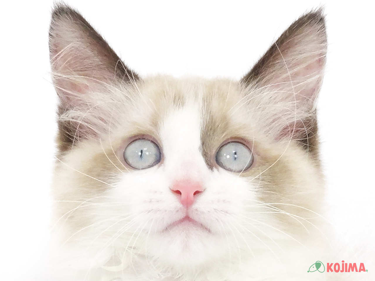 埼玉県のラグドール (コジマ三郷店/2025年2月7日生まれ/男の子/シールポイントバイカラー)の子猫