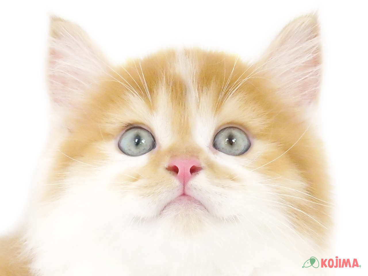 千葉県のキンカロー (コジマアリオ市原店/2025年2月19日生まれ/男の子/レッドタビーホワイト)の子猫