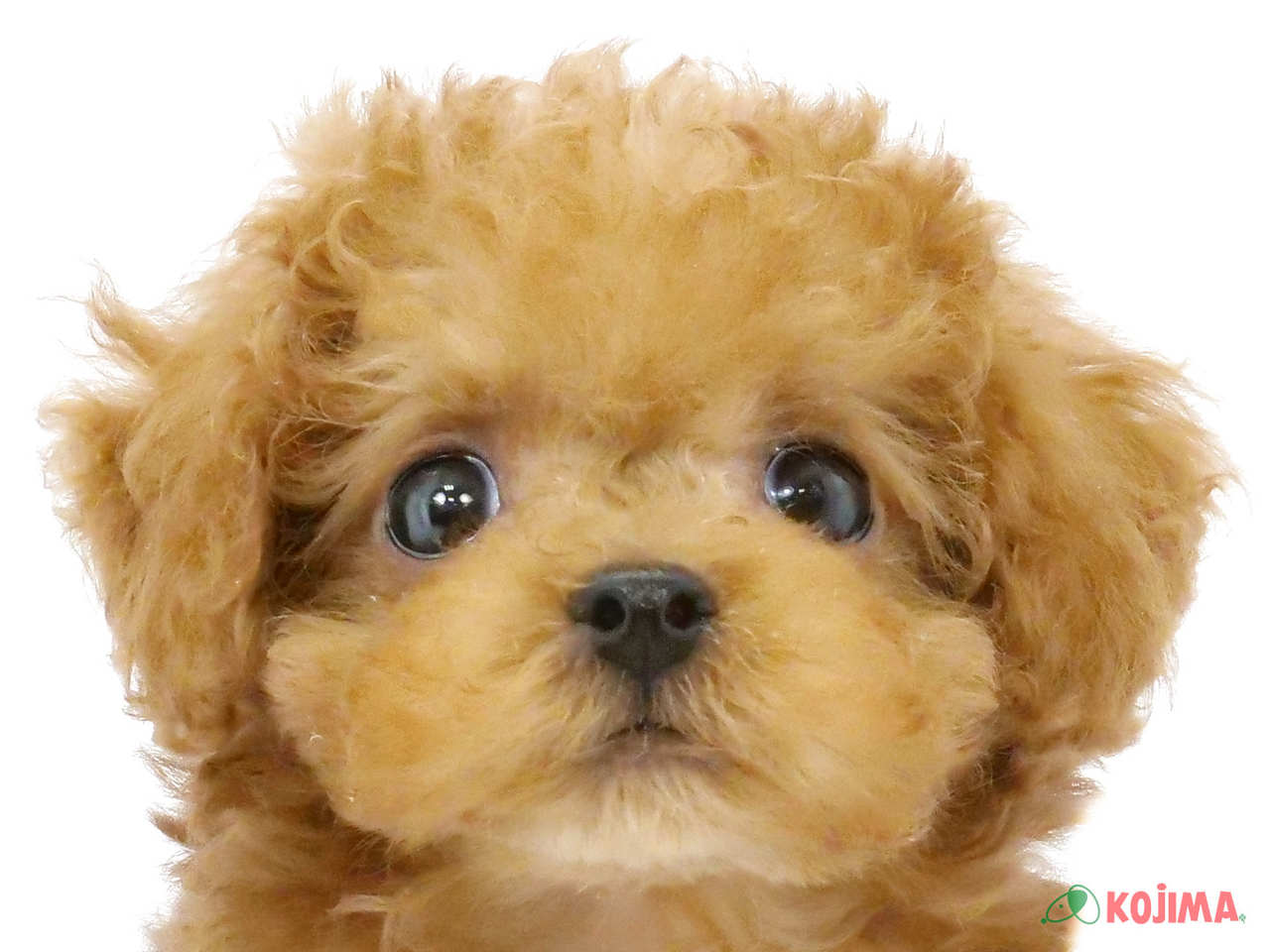 東京都のトイプードル(トイ) (コジマ新小岩店/2025年2月24日生まれ/女の子/アプリコット)の子犬