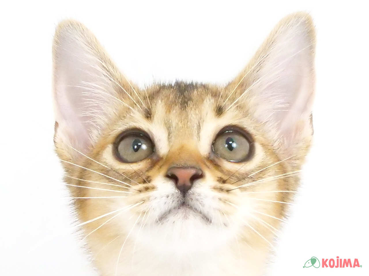 千葉県のアビシニアン (コジマ四街道店/2025年2月25日生まれ/女の子/ルディ)の子猫