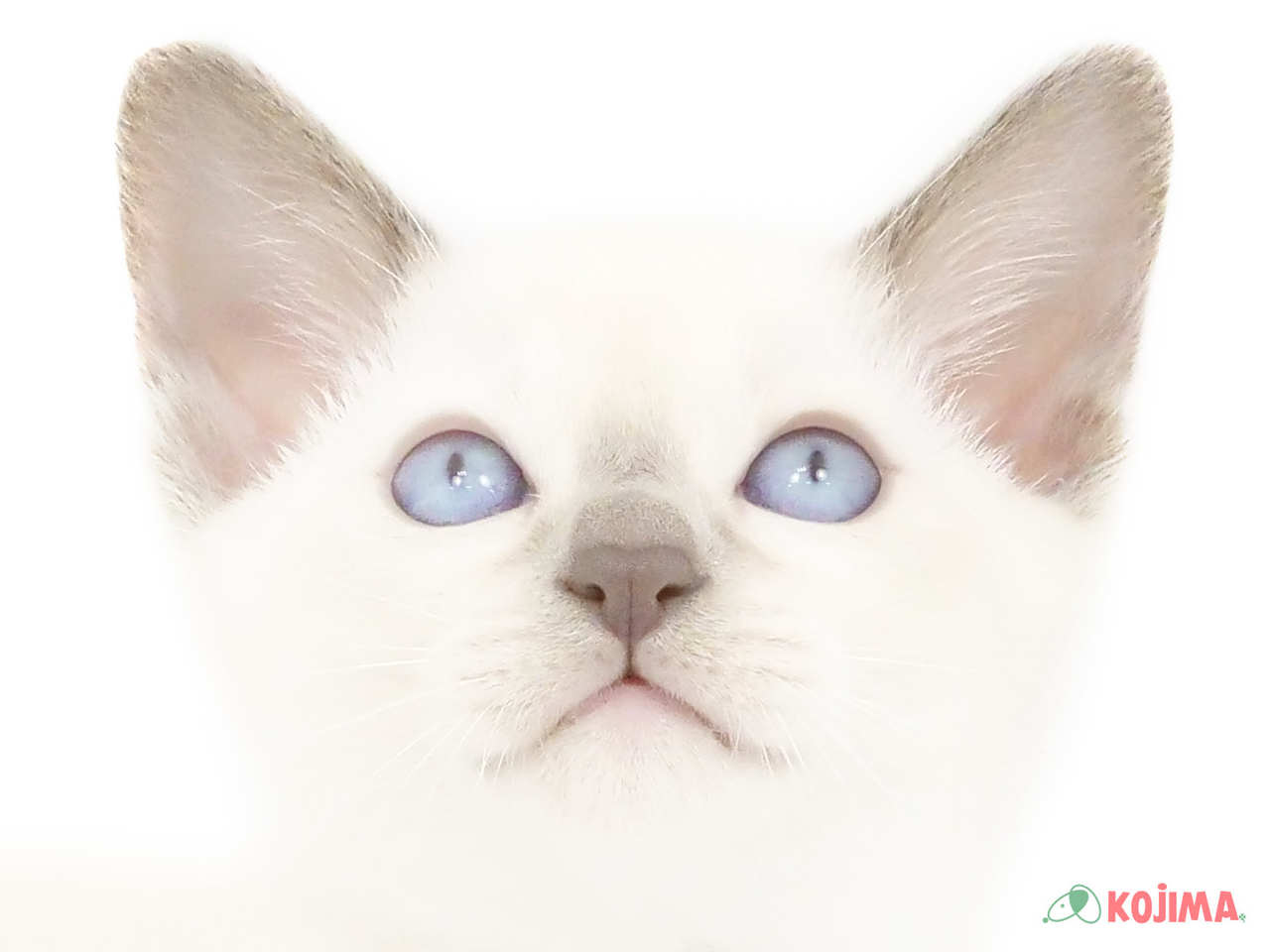 千葉県のトンキニーズ (コジマアリオ柏店/2025年3月2日生まれ/男の子/ブルーポイント)の子猫