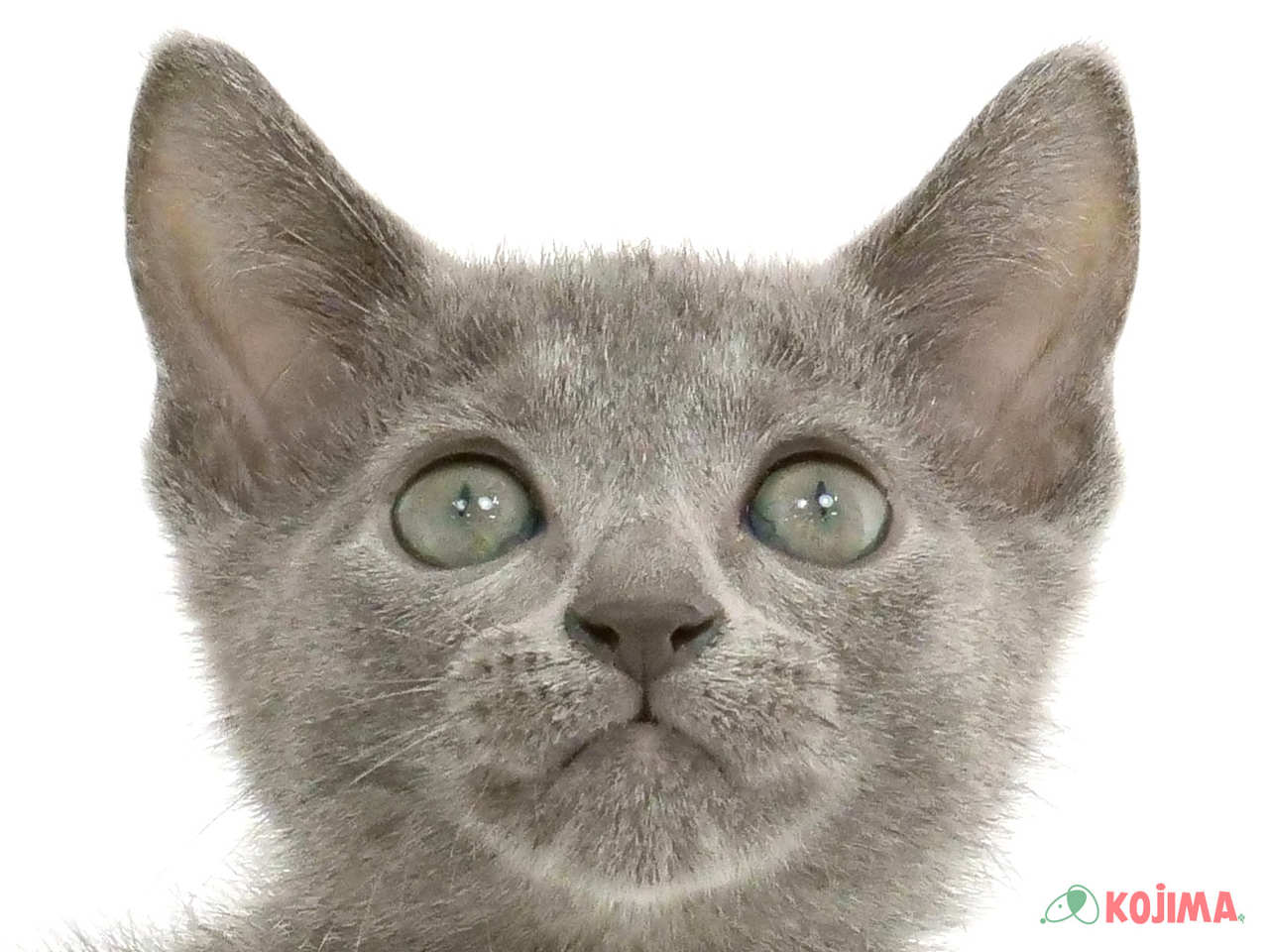 千葉県のロシアンブルー (コジマ松戸店/2025年2月19日生まれ/男の子/ブルー)の子猫