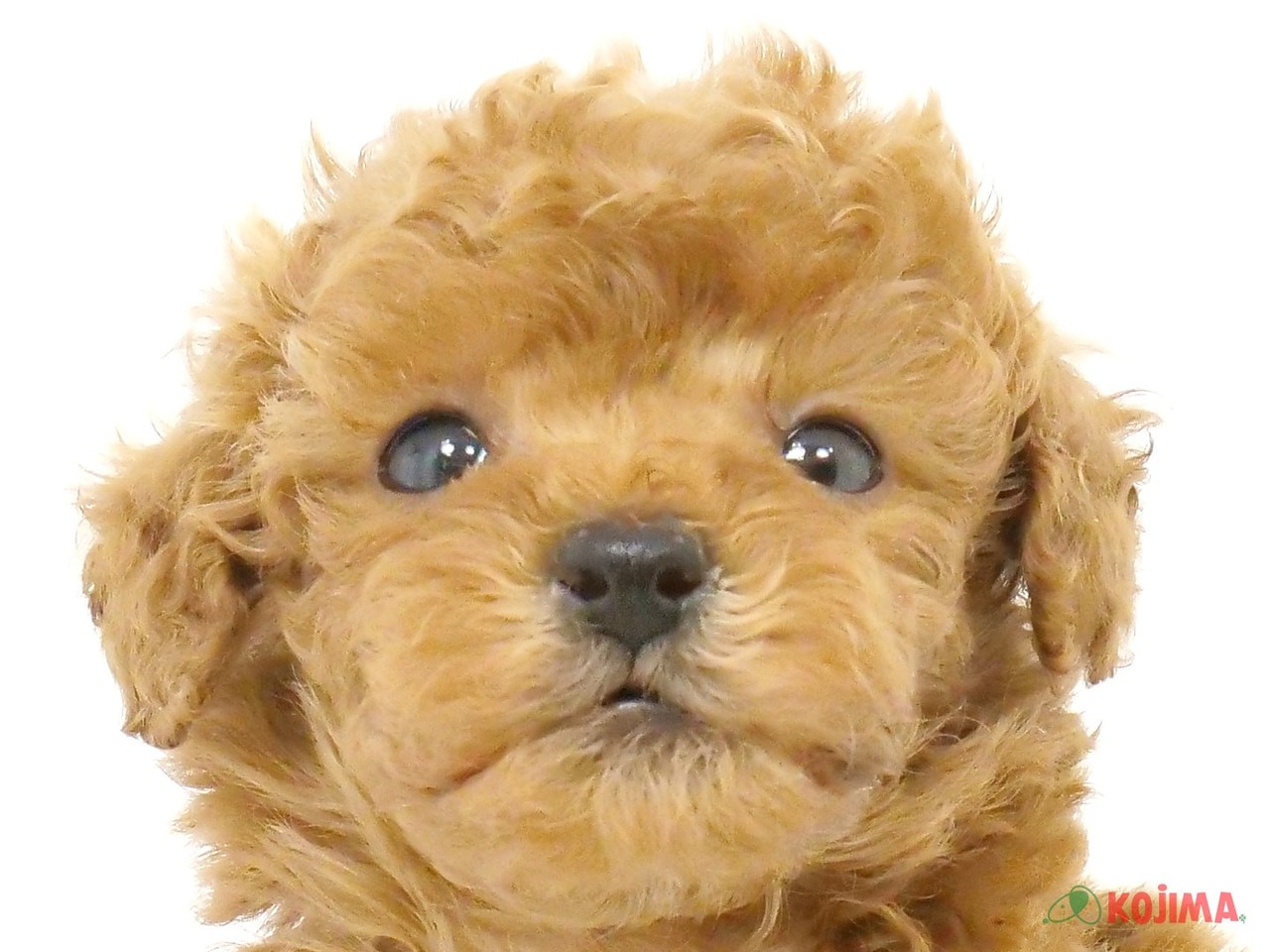 茨城県のトイプードル(トイ) (コジマイーアスつくば店/2025年3月4日生まれ/女の子/レッド)の子犬