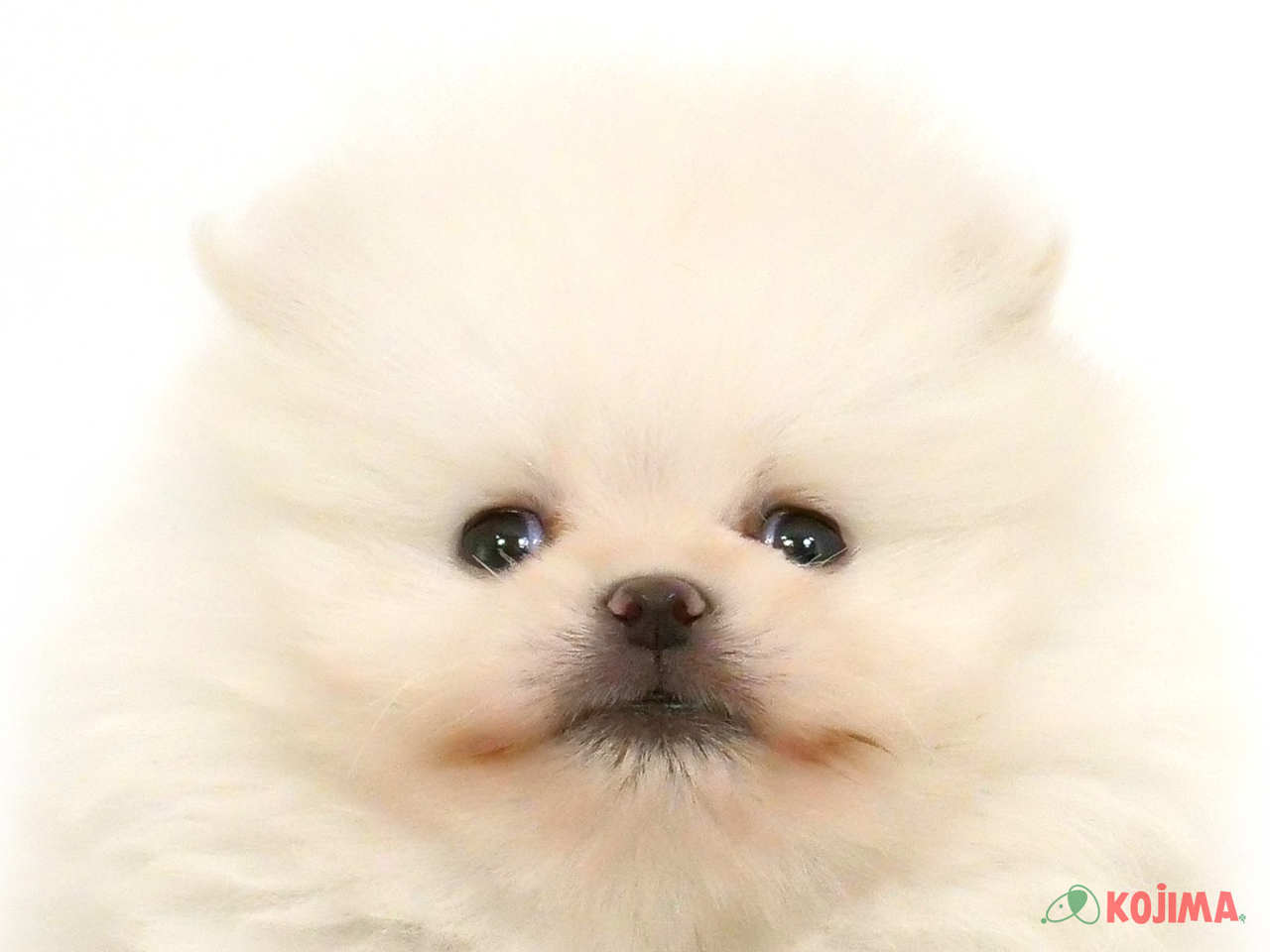 東京都のポメラニアン (コジマ目黒店/2025年3月3日生まれ/男の子/クリーム)の子犬