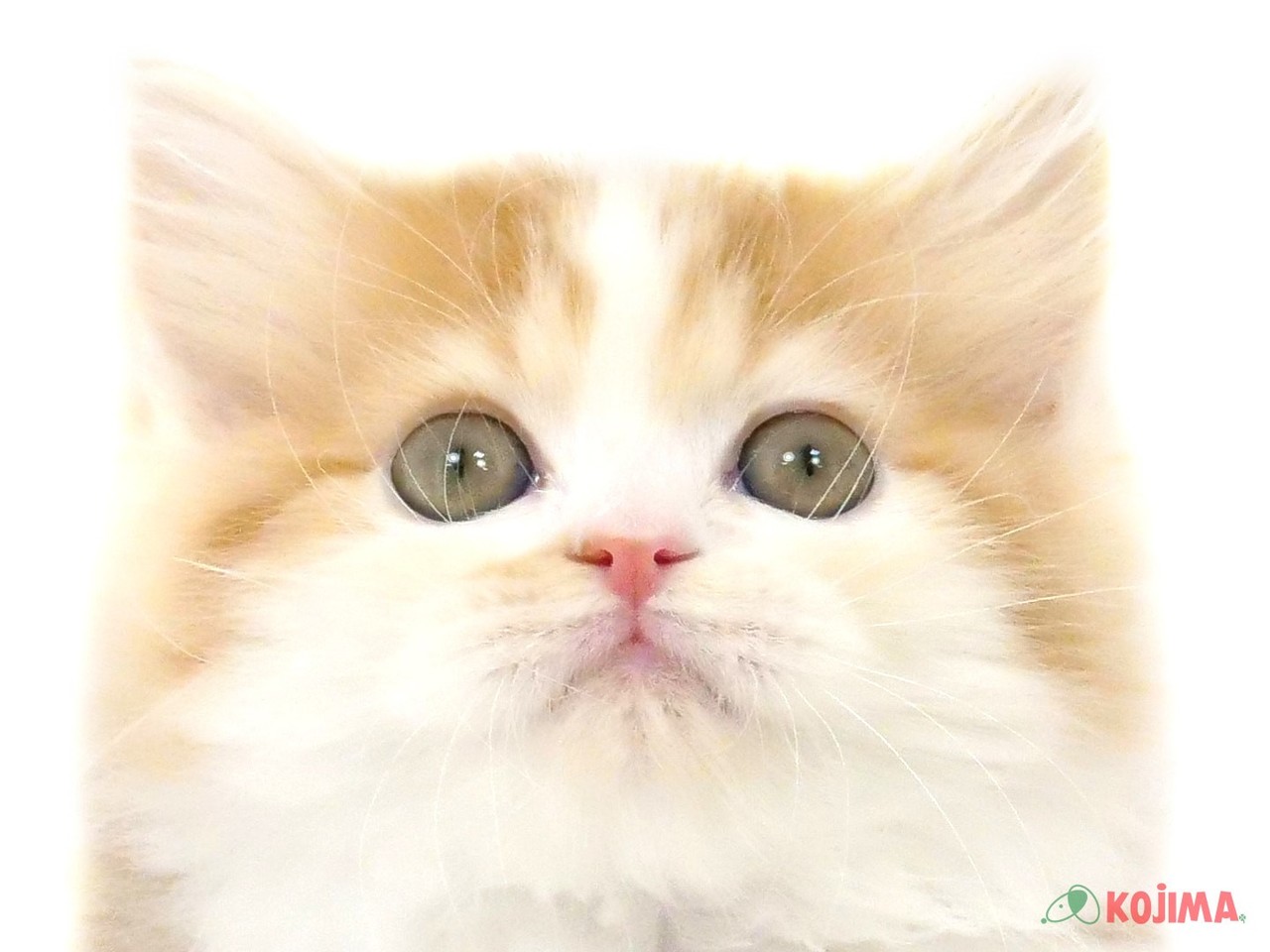 埼玉県のミヌエット (コジマ浦和店/2025年3月8日生まれ/男の子/レッドタビーホワイト)の子猫