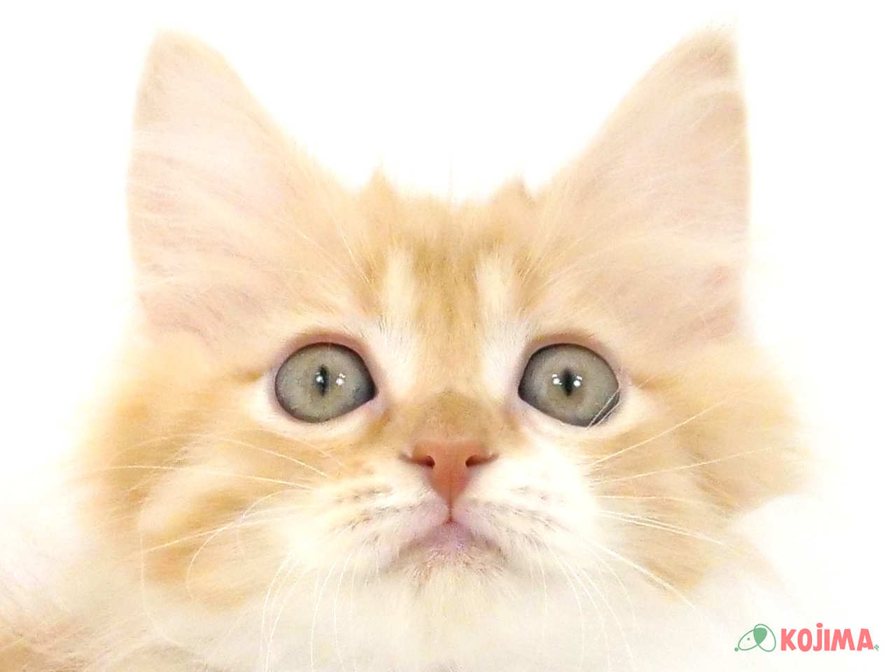 埼玉県のミヌエット (コジマ浦和店/2025年3月8日生まれ/女の子/レッドタビーホワイト)の子猫