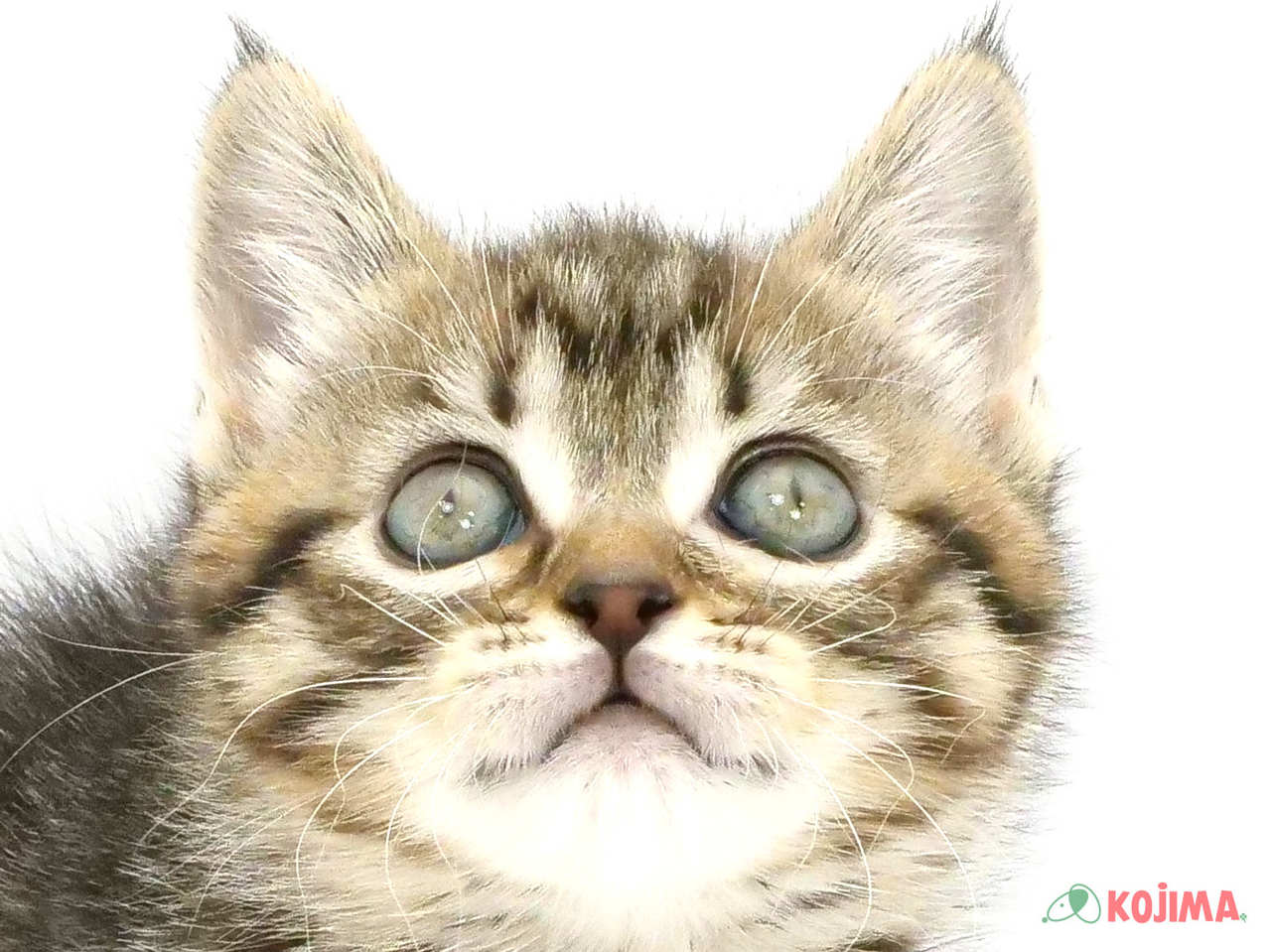 埼玉県のマンチカン (コジマ三郷店/2025年3月3日生まれ/女の子/ブラウンタビー)の子猫