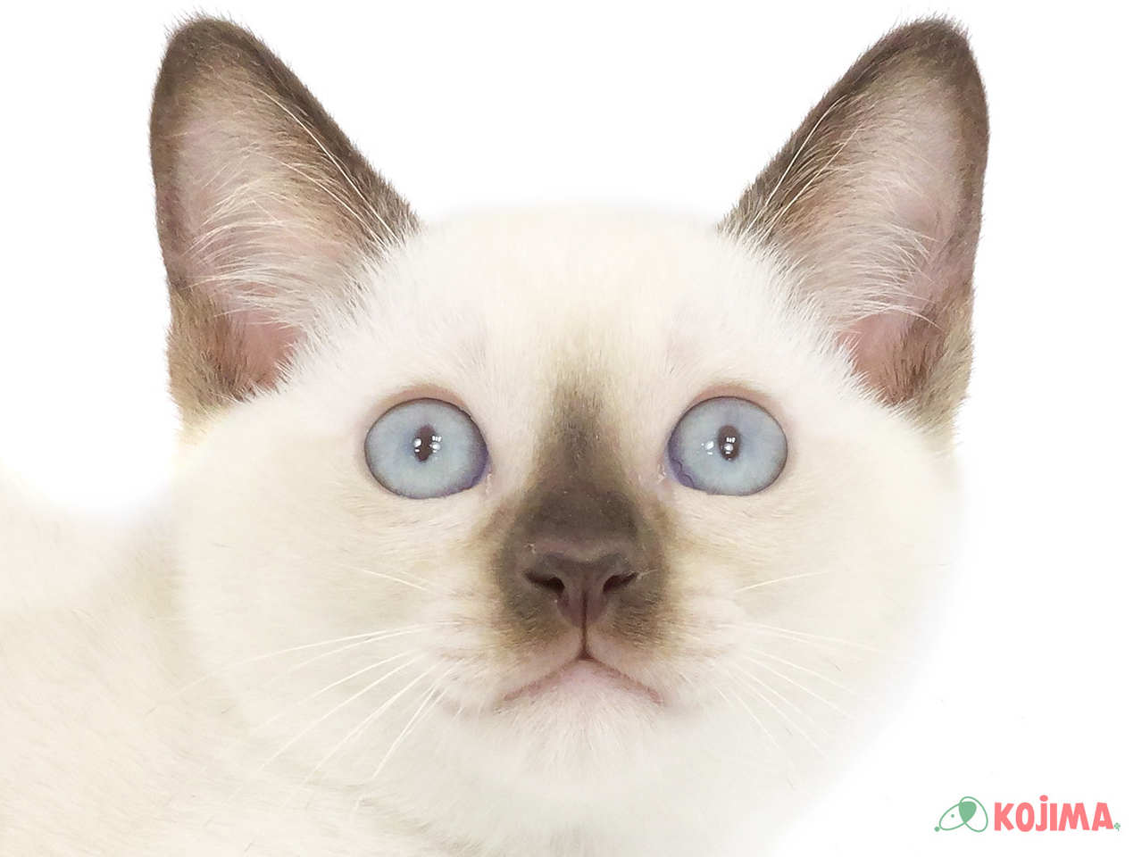 千葉県のトンキニーズ (コジマ四街道店/2025年3月14日生まれ/男の子/ナチュラルポイント)の子猫