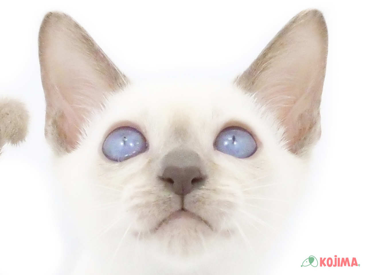 埼玉県のトンキニーズ (コジマ浦和店/2025年3月12日生まれ/男の子/ブルーポイント)の子猫