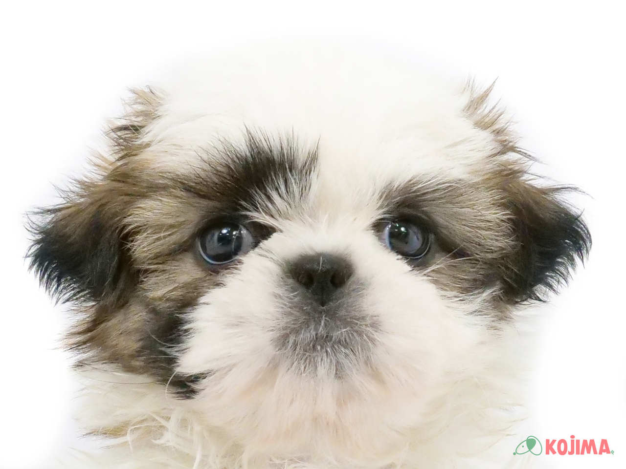 東京都のシーズー (コジマ青戸店/2025年3月15日生まれ/男の子/ホワイトゴールド)の子犬