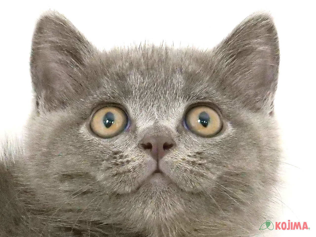 千葉県のブリティッシュショートヘアー (コジマ松戸店/2025年3月9日生まれ/男の子/ブルー)の子猫