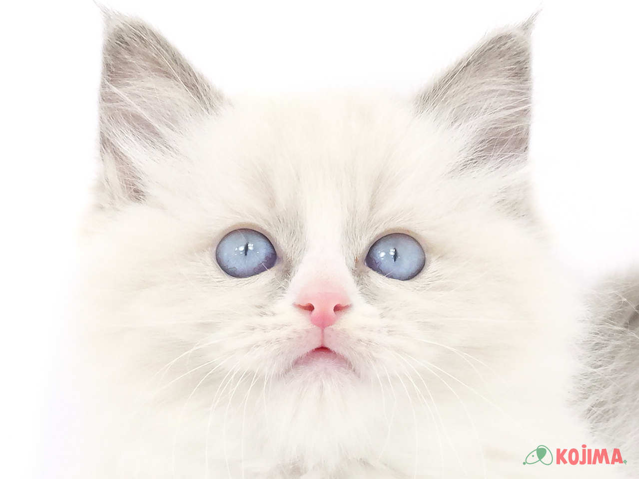 千葉県のラグドール (コジマアリオ柏店/2025年3月14日生まれ/男の子/シールポイントバイカラー)の子猫