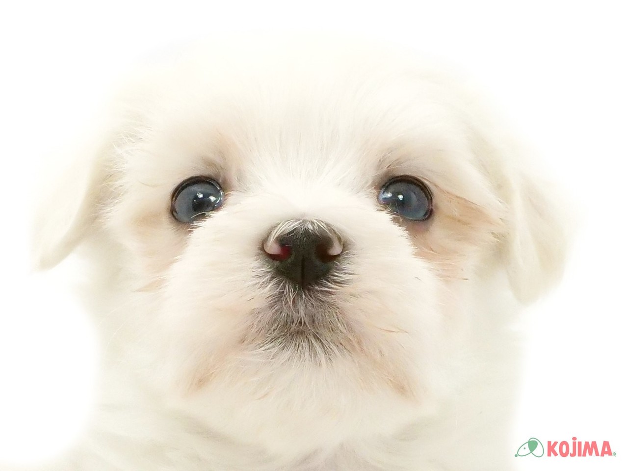 東京都のマルチーズ (コジマ新小岩店/2025年3月12日生まれ/女の子/ホワイト)の子犬